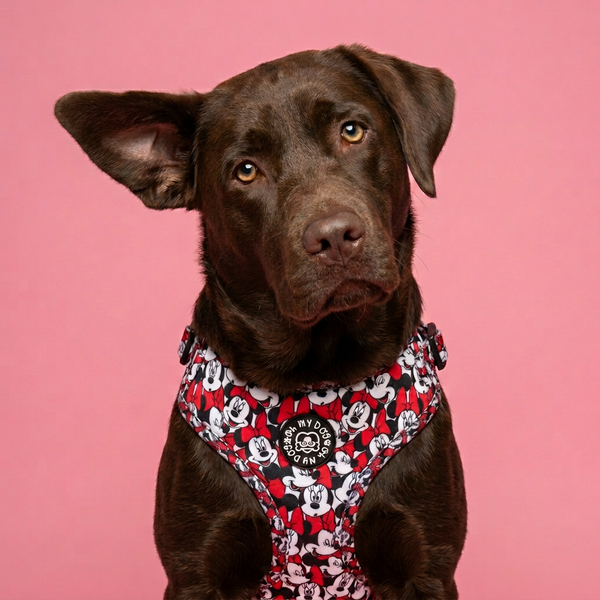 Bow Club Adjustable Dog Harness - Red & Black