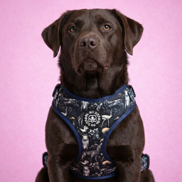 Midnight Safari Adjustable Dog Harness