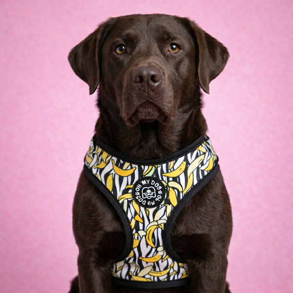 Banana Pop Adjustable Dog Harness