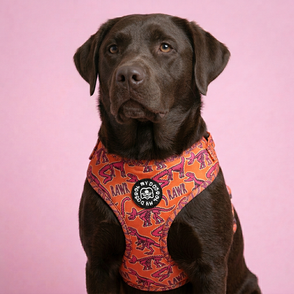 Orange Rawr Dinosaur Adjustable Dog Harness